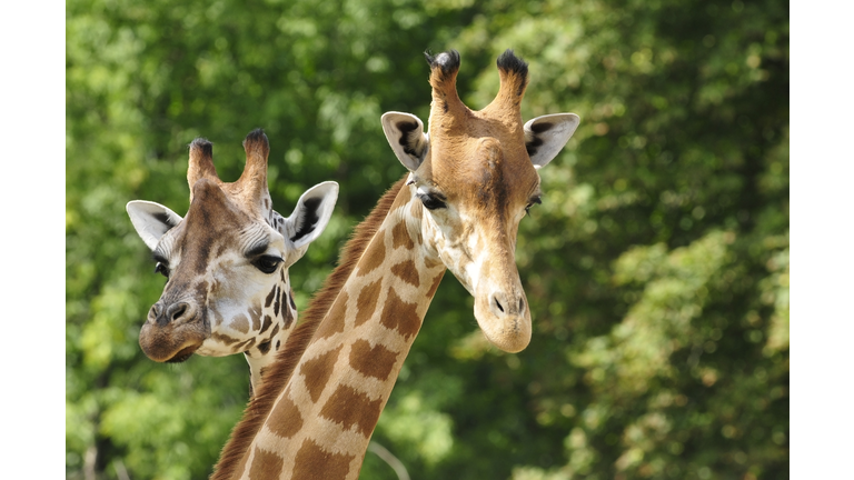 Heads of two giraffes in front of green trees