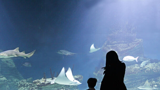Economic study finds Kent Co. as best spot for aquarium 