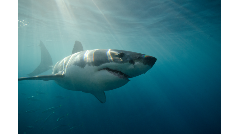 Great White Shark swimming underwater