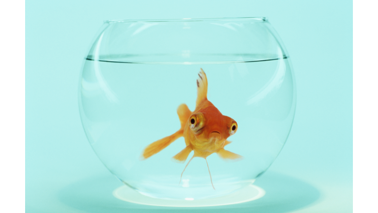 Goldfish in Fish Bowl