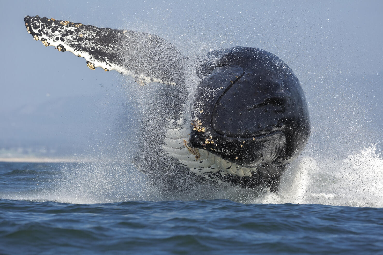 the-whales-are-back-in-northern-california-little-late-here-s-why