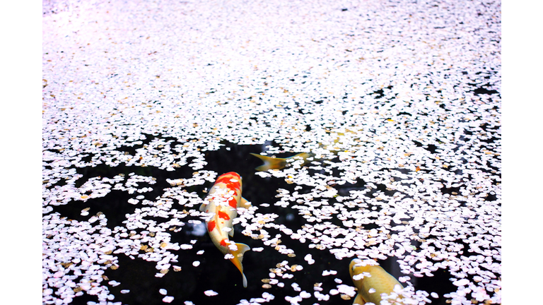 High Angle View Of Koi Fish In Pond