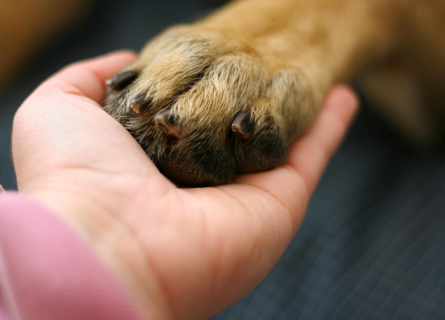 Shake a Paw
