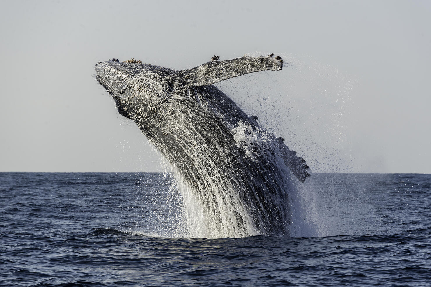 Humpback Breach