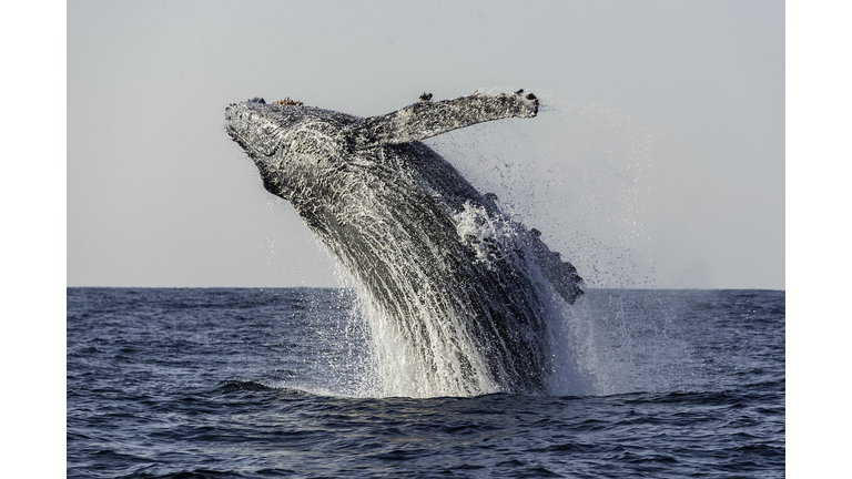 Humpback Breach