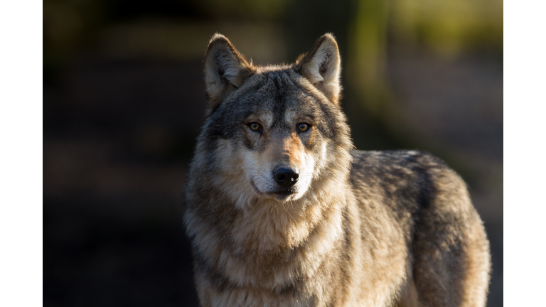 Loup gris - Grey wolf