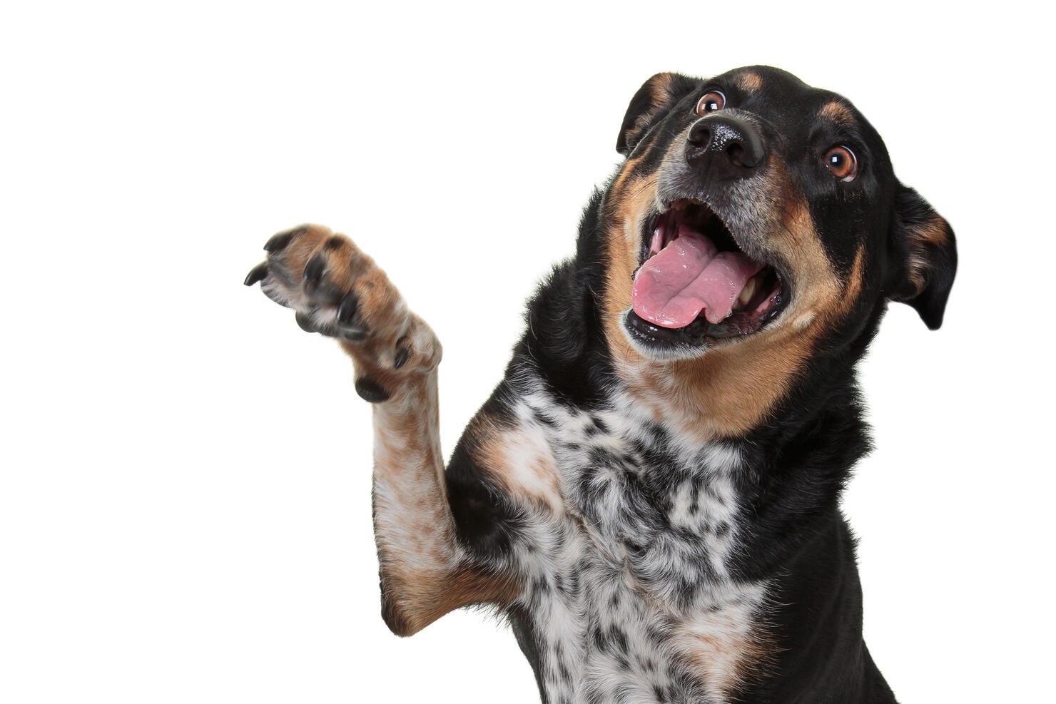 Headshot of a Rottweiler X Australian Cattle Dog giving a high five with it's mouth open on a white background.