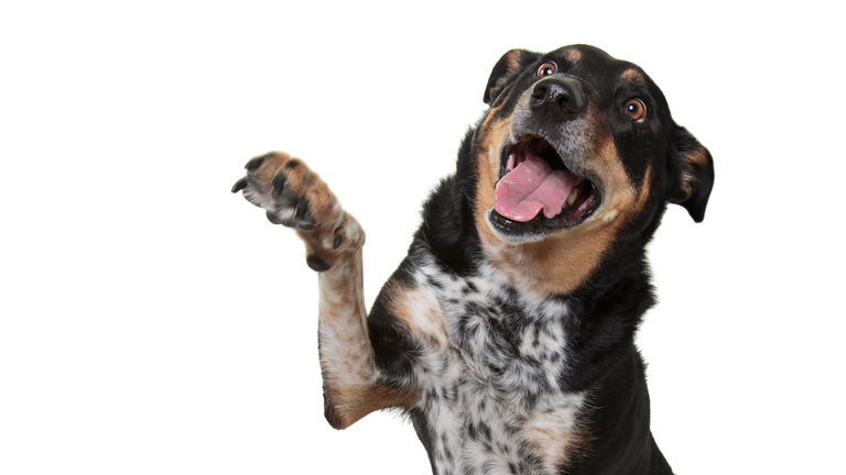 Headshot of a Rottweiler X Australian Cattle Dog giving a high five with it's mouth open on a white background.