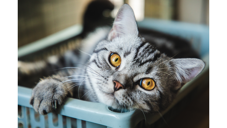 Cute American shorthair striped cat taking a nap at home