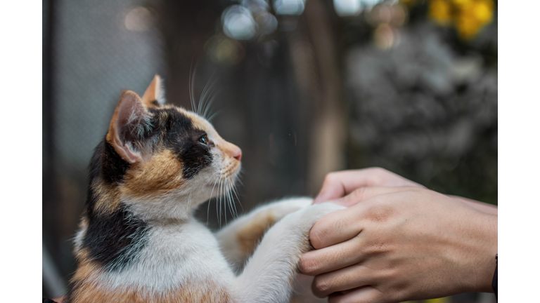 Close-Up Of Human Hands Holding Cat Paw