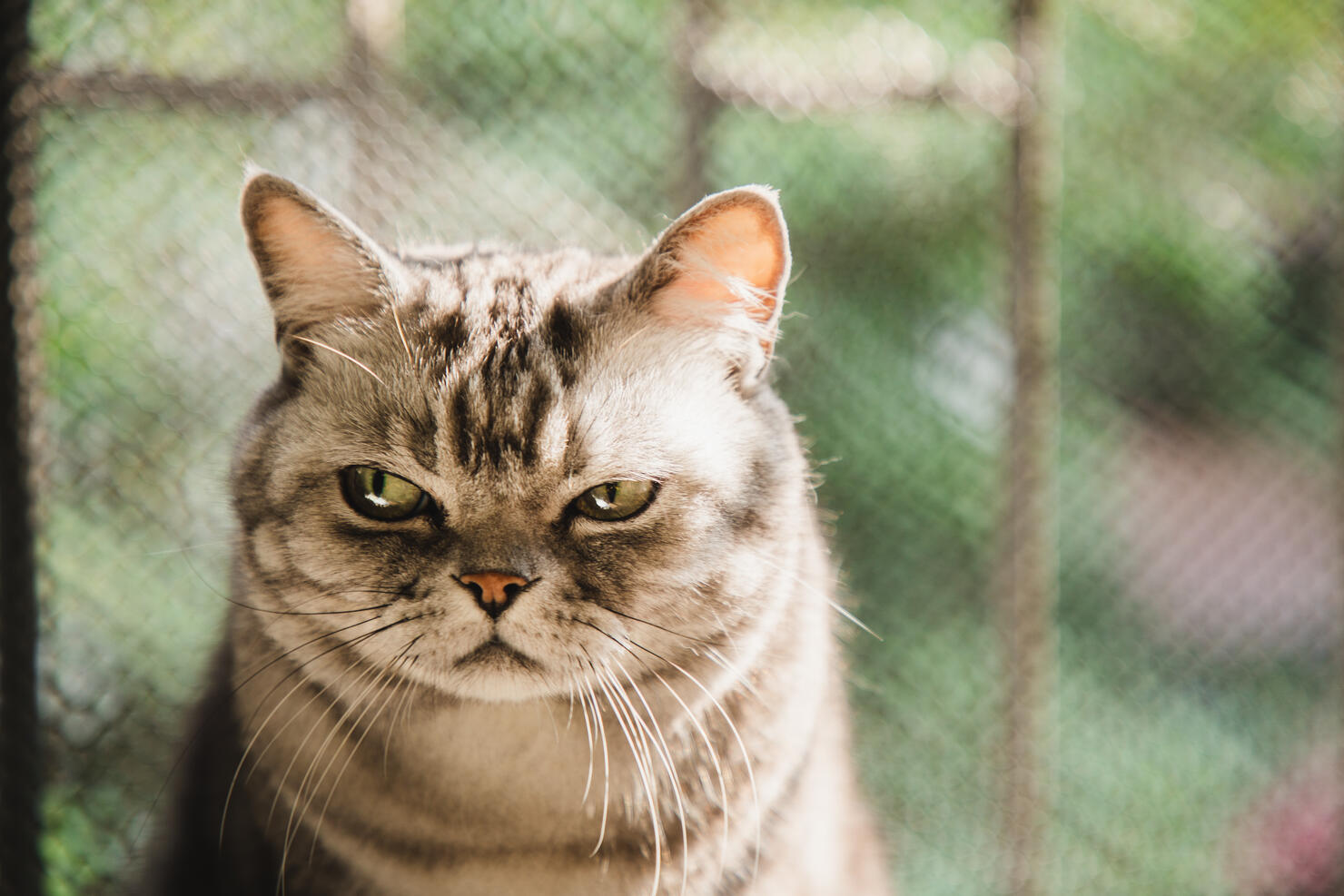 WATCH: Cat Reacts Hysterically To Owner Doing TikTok Dance Video | iHeart