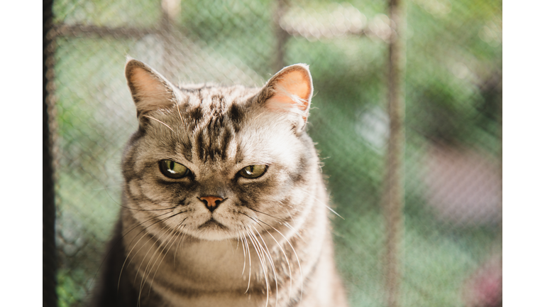 American shorthair striped cat with a dissatisfied face