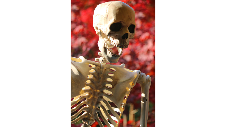 Image of laughing Halloween skeleton skull and bones hanging outdoors in sunny garden with fire red hell devil background of autumn leaves fall colours, Halloween decorations for October 31st garden party, fake plastic resin skeleton, cracked skull teeth