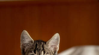 GOOD NEWS: Digital Kitty Purrs