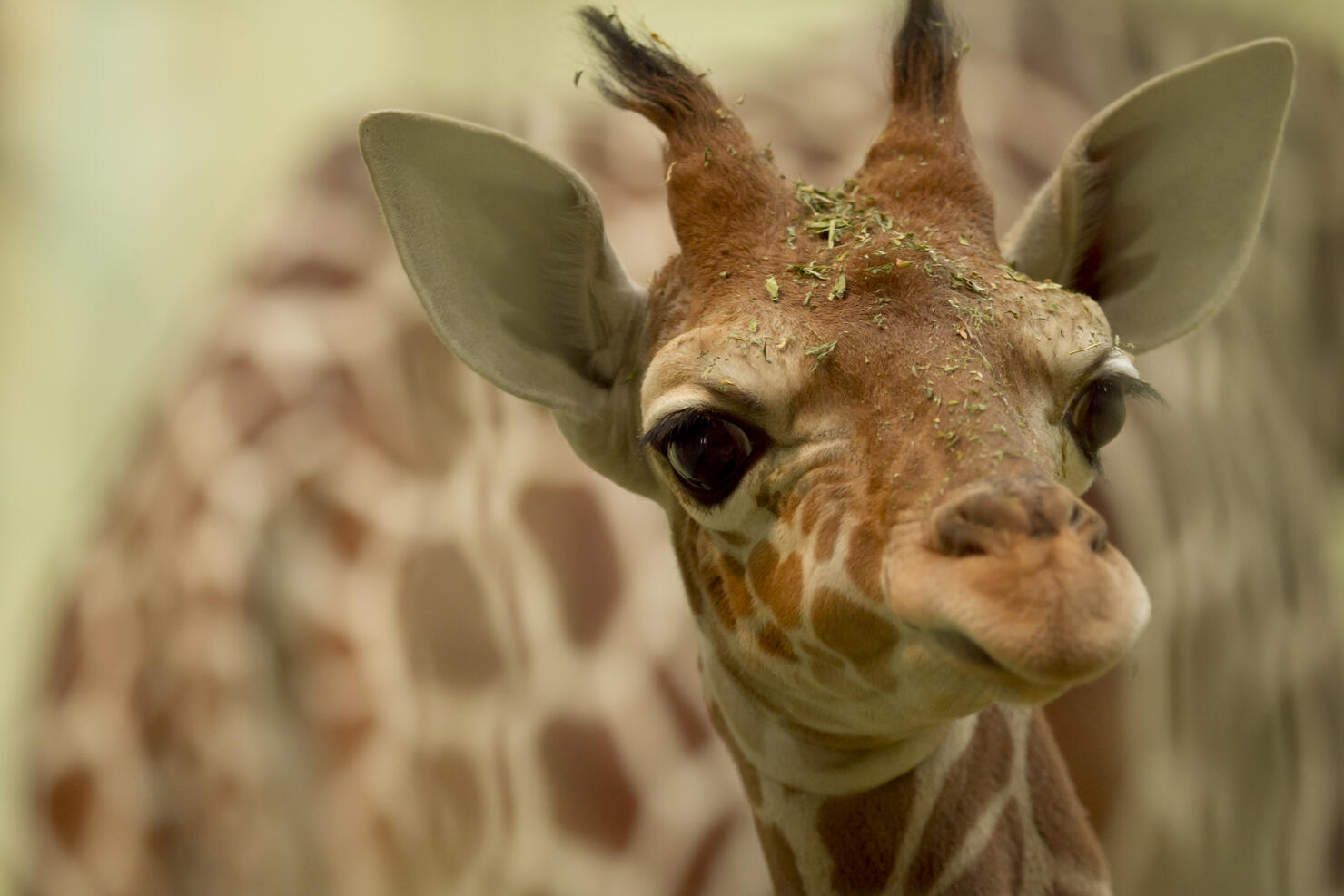 Baby giraffe in the wilderness of Africa