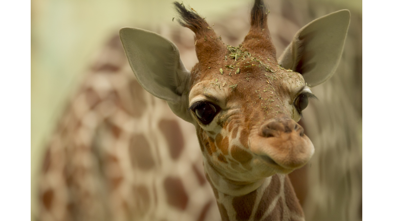 Baby giraffe in the wilderness of Africa