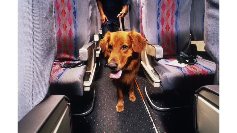 Sniffer dog at work on passenger plane