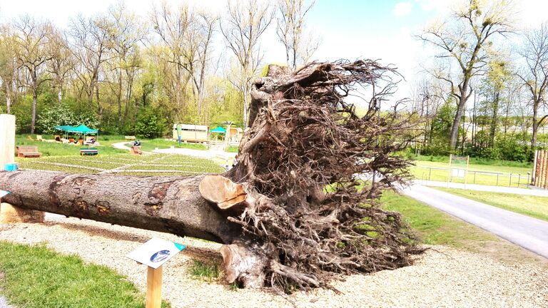 Fallen Tree On Field At Park