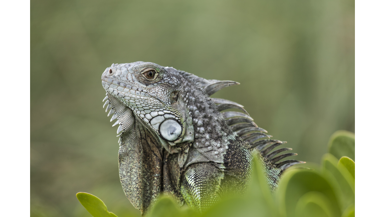 Green Iguana in Florida Keys