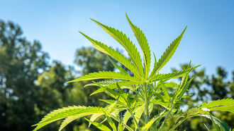 Hemp Revolution / Channeling George Harrison