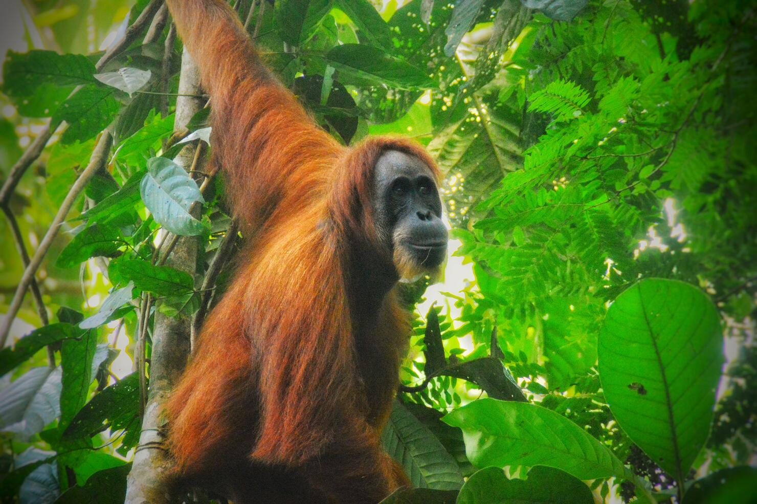 Sumatran Orangutan in their habitat