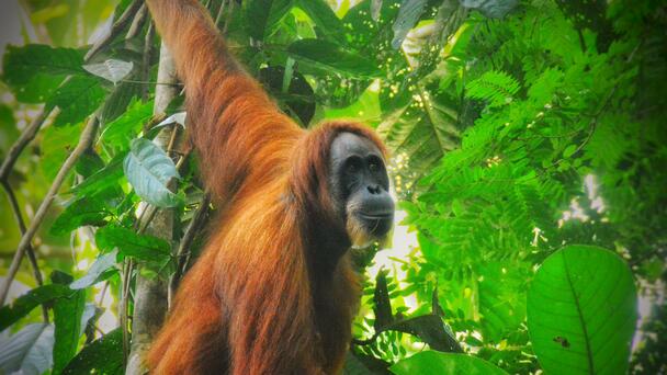 Self-care: Orangutan Seen Apparently Treating Wound