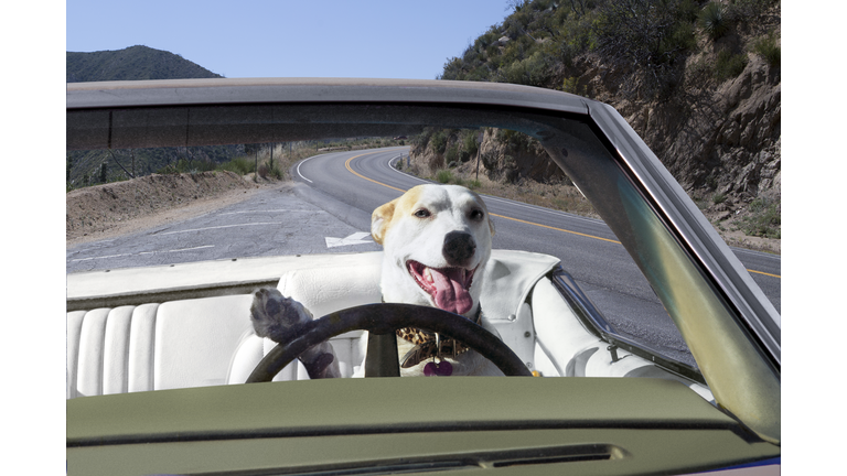 Dog driving convertible in the mountains