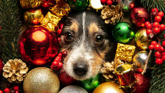 Thinking of a Pet for the Holidays?