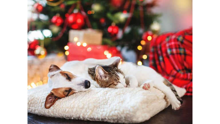 Cat and dog sleeping under christmas tree