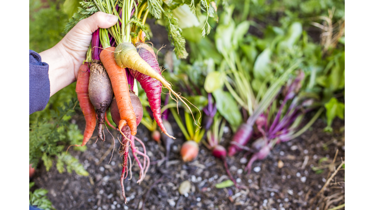 Alternative Health / Food Self-Reliance