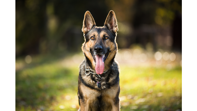 German Shepherd Dog Smiling Outdoors