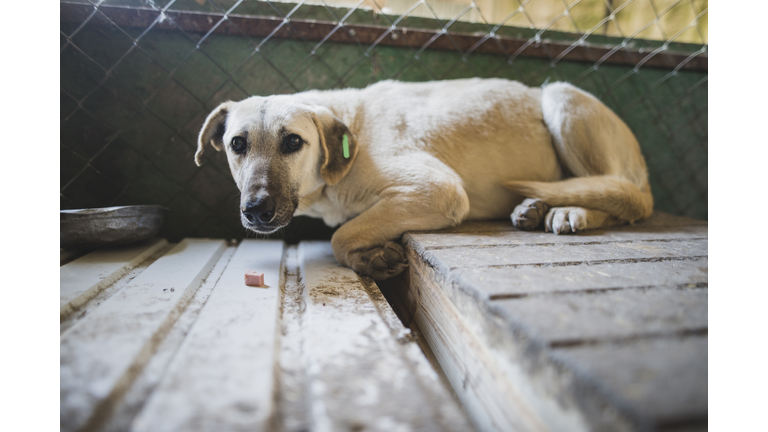 Portrait of scared dog in animal shelter