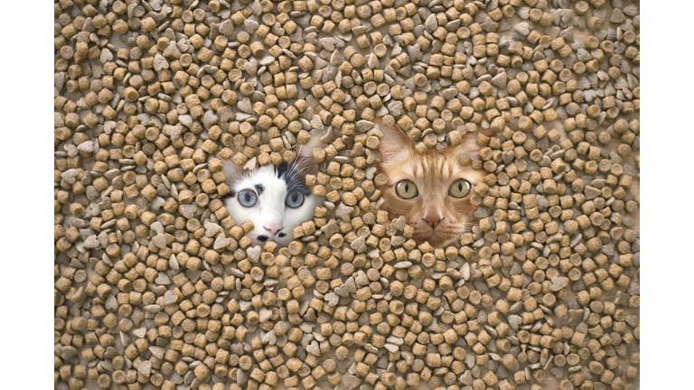 Two cats burried in cat food