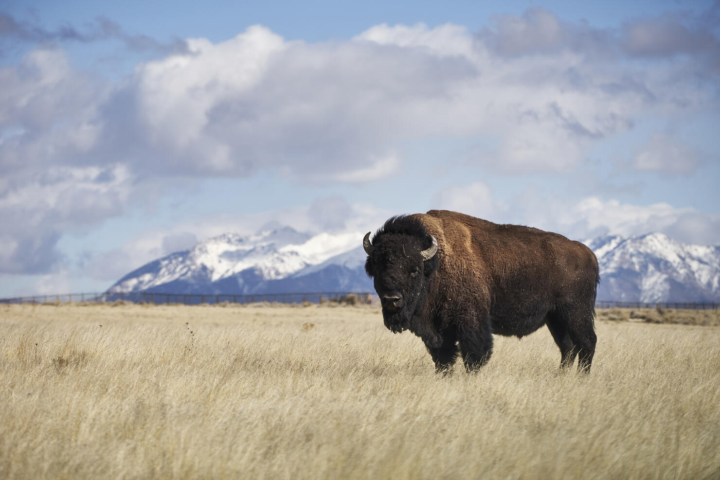 Portrait of American bison standing on grassy field against cloudy sky