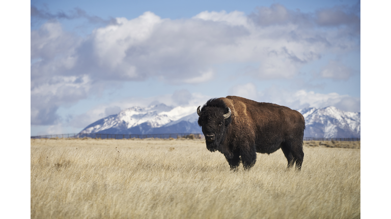 Portrait of American bison standing on grassy field against cloudy sky