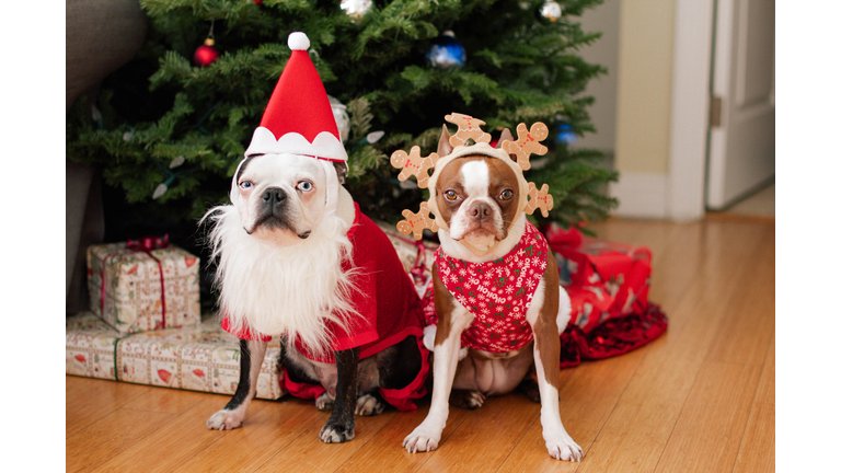 Boston terrier Christmas