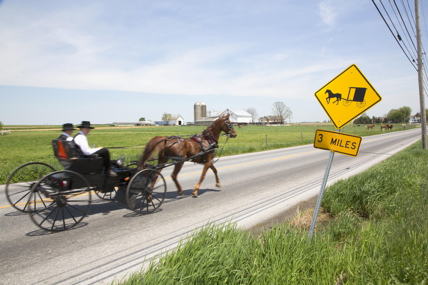 Amish horse and buggy