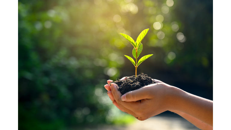In the hands of trees growing seedlings. Bokeh green Background Female hand holding tree on nature field grass Forest conservation concept