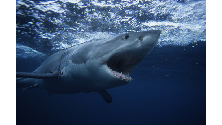 great white shark,carcharodon carcharias, swimming, south australia