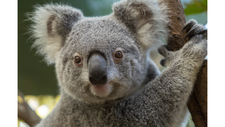 Koala in tree