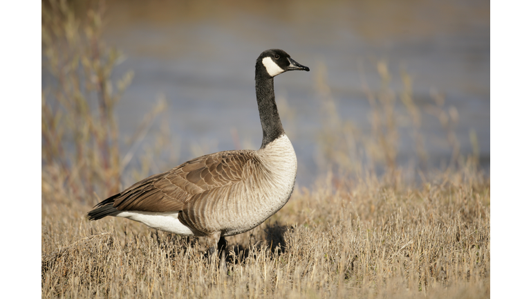 Canada Goose on Shore