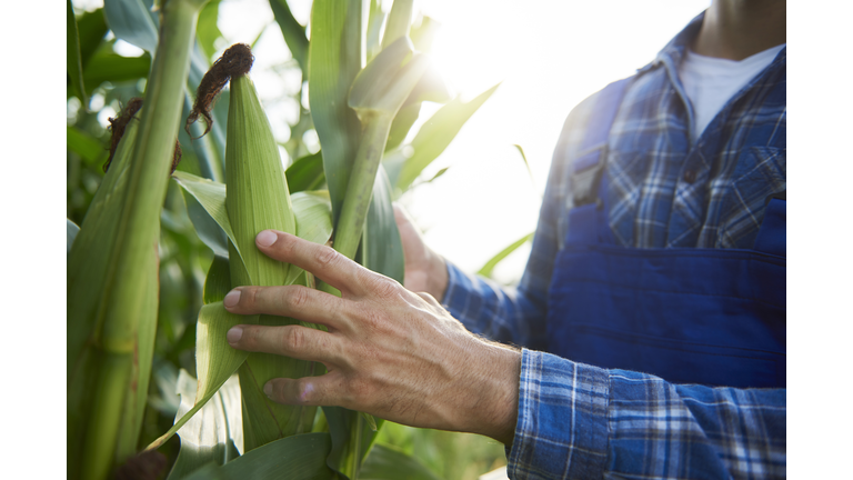 Close-up of farmer at cornfield examining maize plants