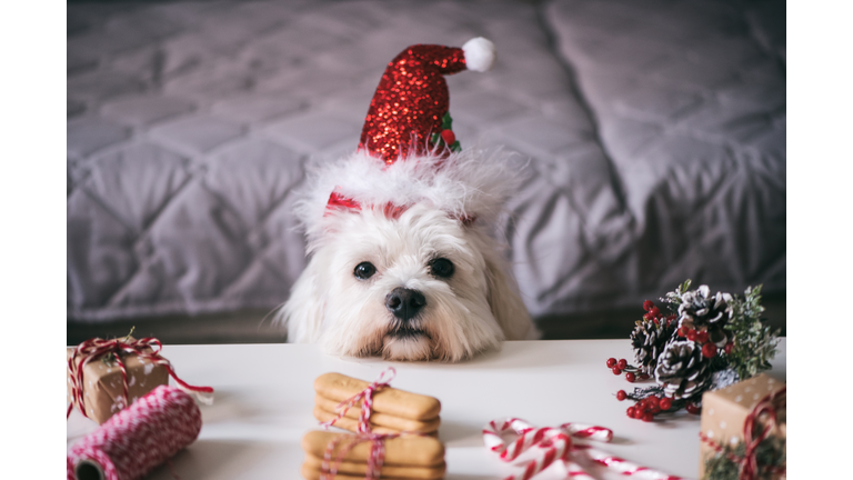 Christmas for Pets
