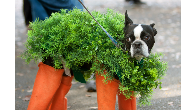 Dog Dressed In Chia Pet Costume For Halloween