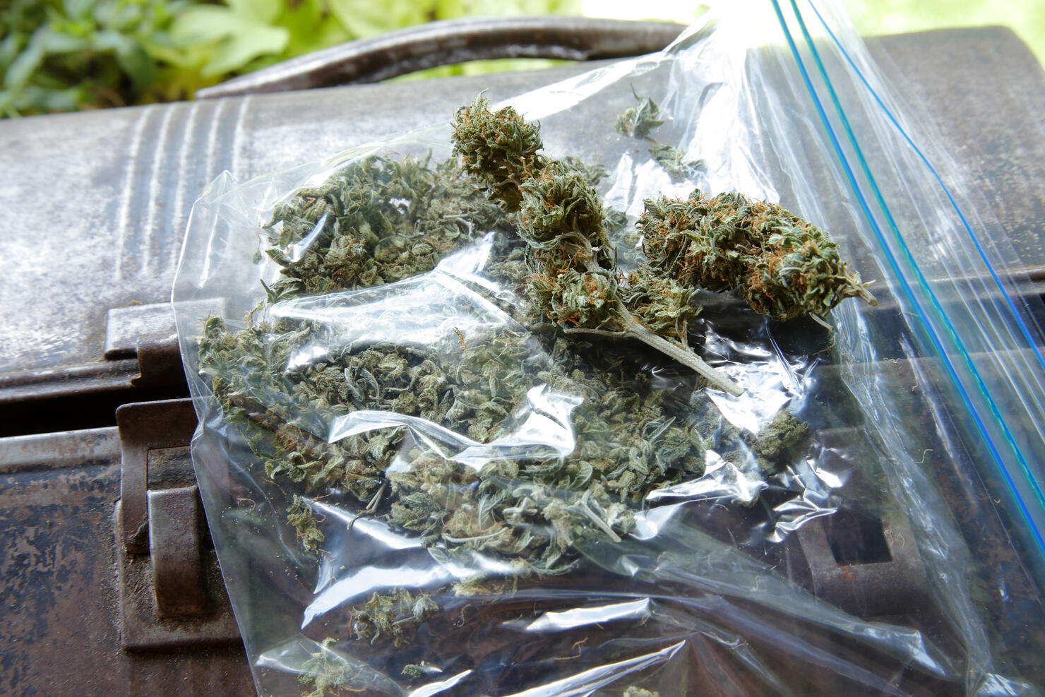 plastic bag of assortment of marijuana on lunch box