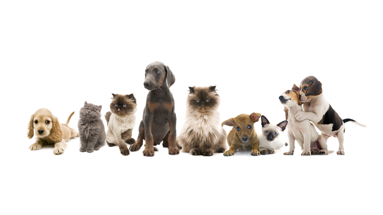 group portrait of pets