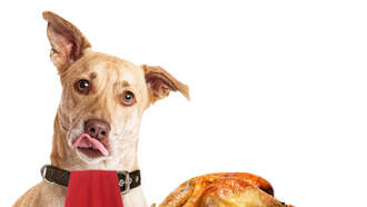 Its a Happy Thanksgiving wherever there are dogs!  Your Daily Dog Video