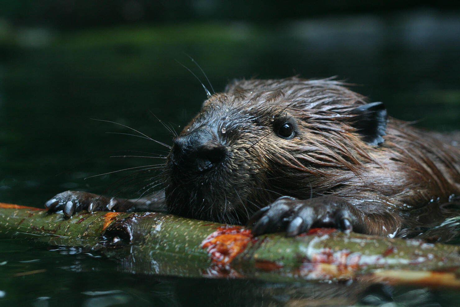 Beaver at sea observing nature