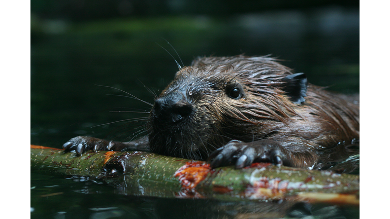 Beaver at sea observing nature