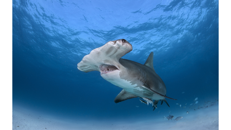 Great hammerhead shark with jaws open